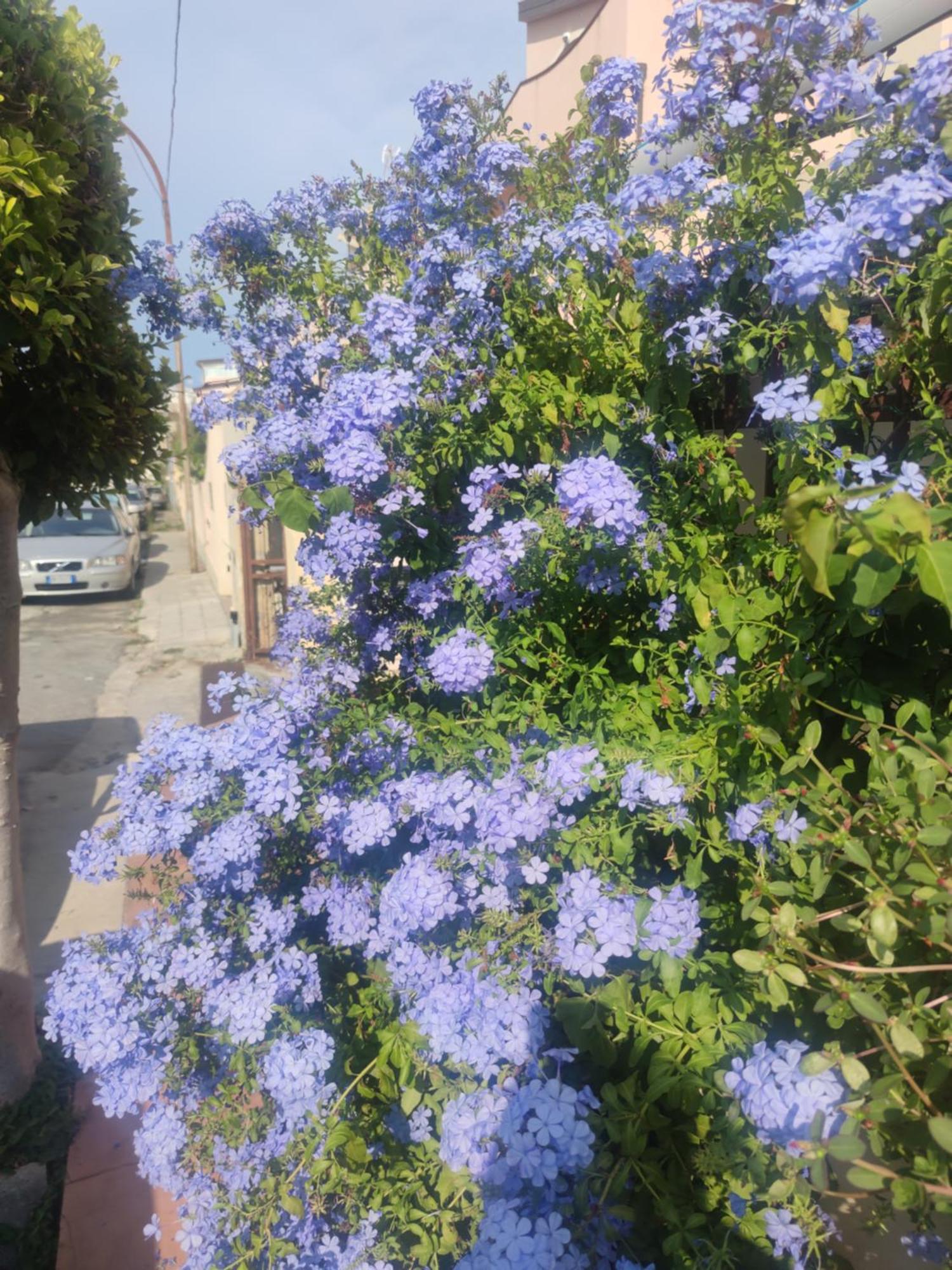 My Little House - Appartamento Con Patio E Parcheggio Privato A 5 Minuti Dalla Spiaggia E Dal Centro Tropea Eksteriør billede